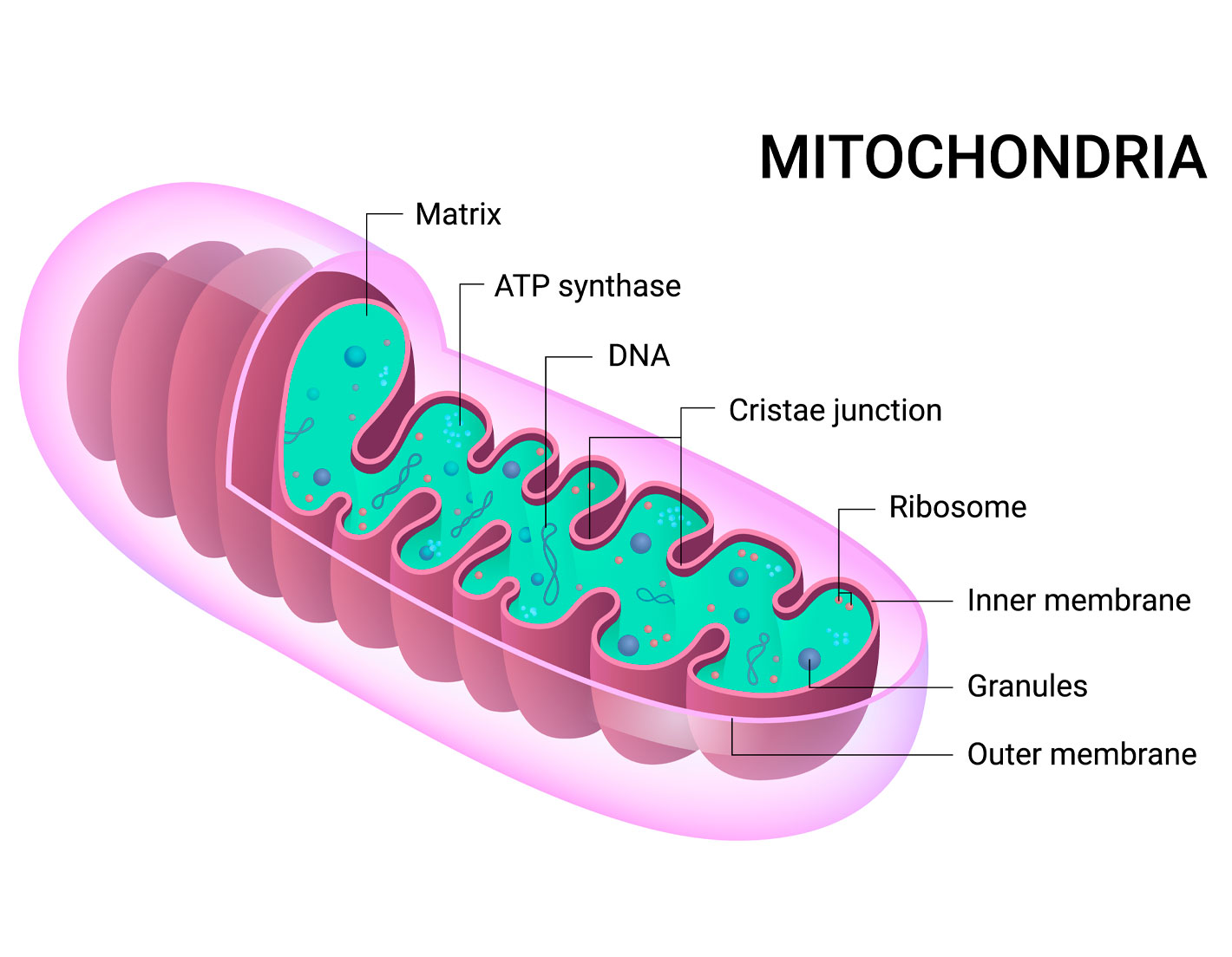 gip-haeusliche-intensivpflege-mitochondriopathie-aufbau-2er